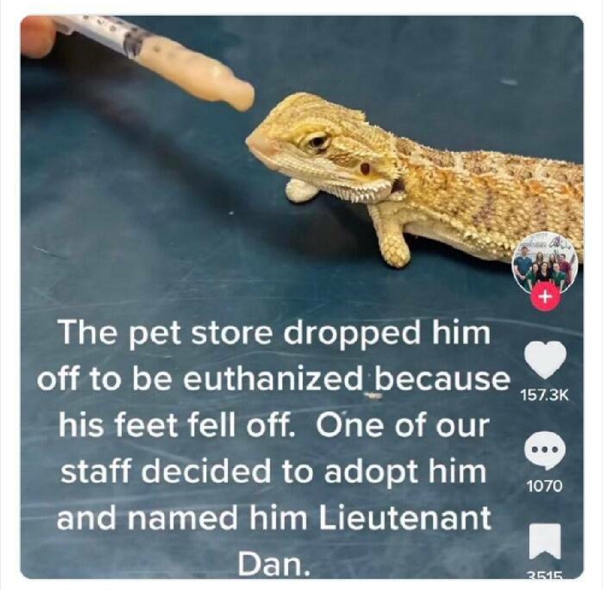 Pet store - The pet store dropped him off to be euthanized because his feet fell off. One of our staff decided to adopt him and named him Lieutenant Dan. 1070 3515
