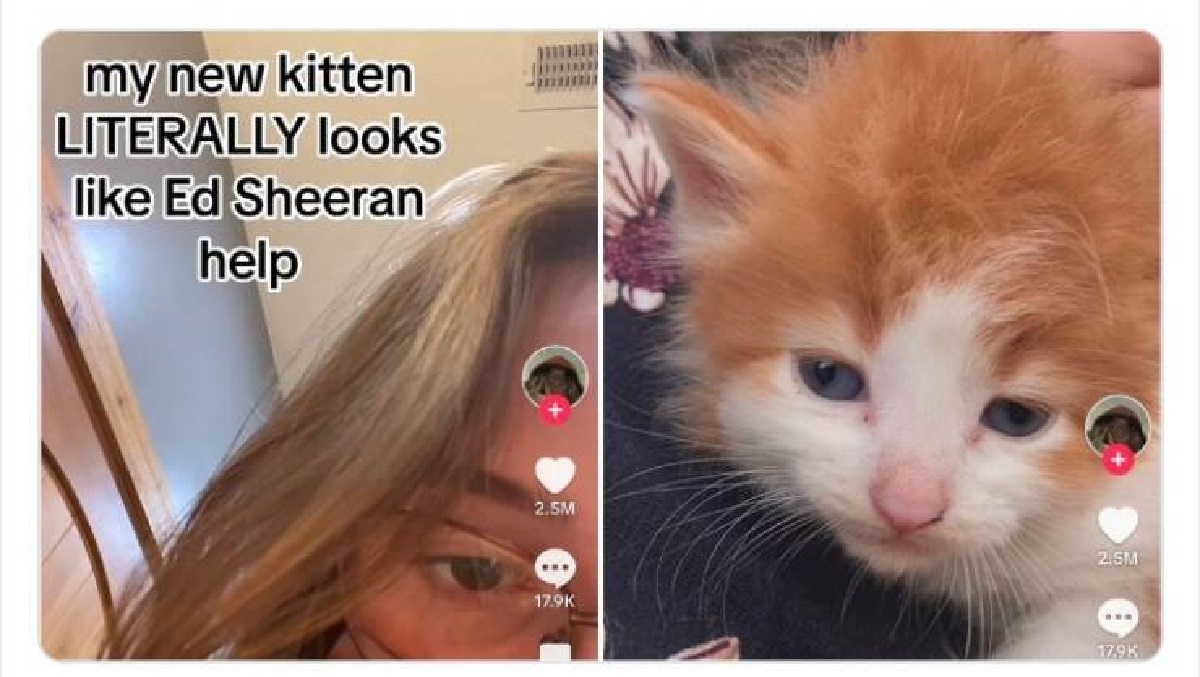 baby ginger cat ed sheeran - my new kitten Literally looks Ed Sheeran help 2.5M 2.5M
