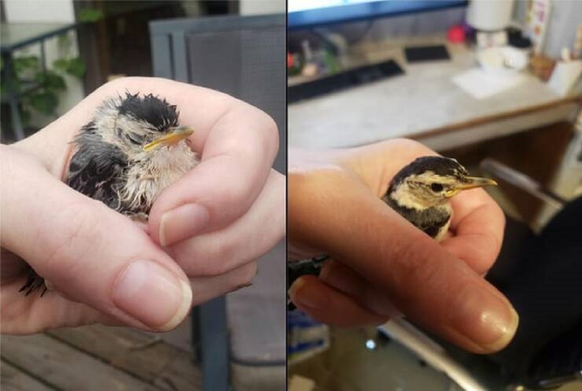 "The difference in appearance of this nuthatch after I found it vs after a 2 hour nap in a shoebox"
