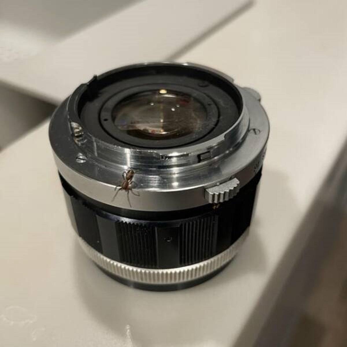 "Found a spider living inside my radioactive camera lens"