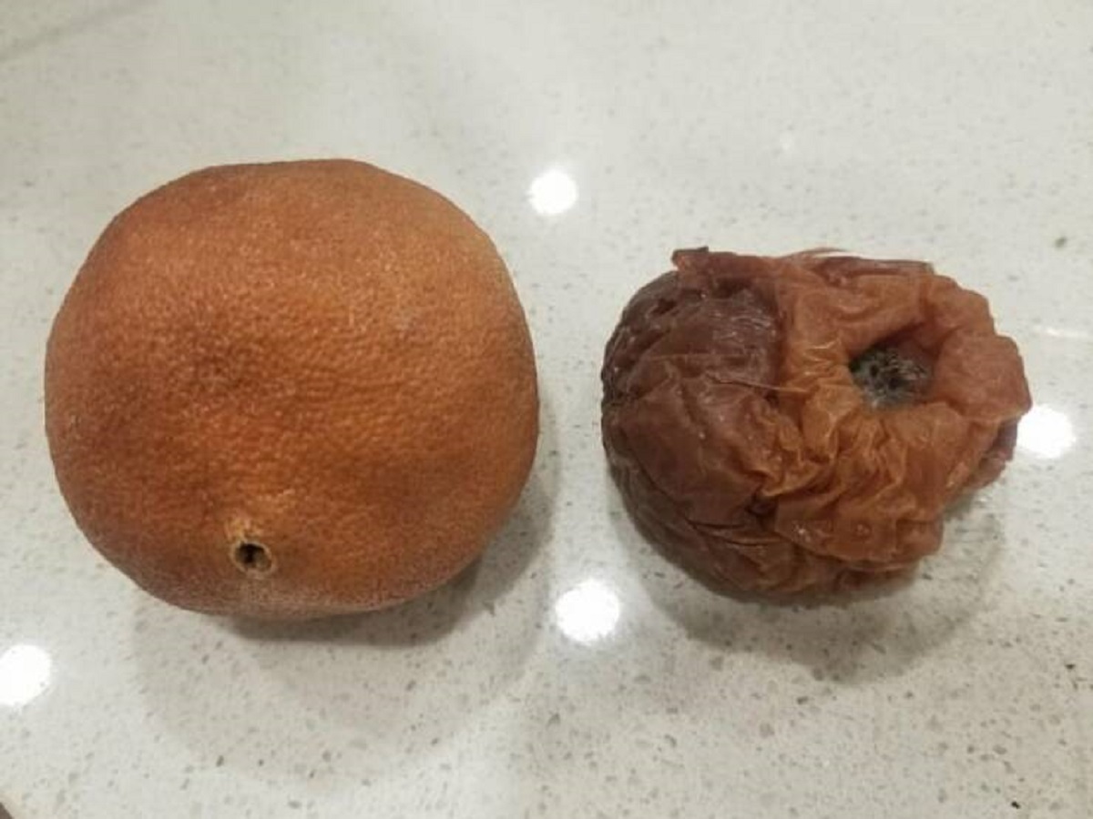 "My apple and orange fully dehydrated without molding after sitting in a brand new apartment building for 3 months."