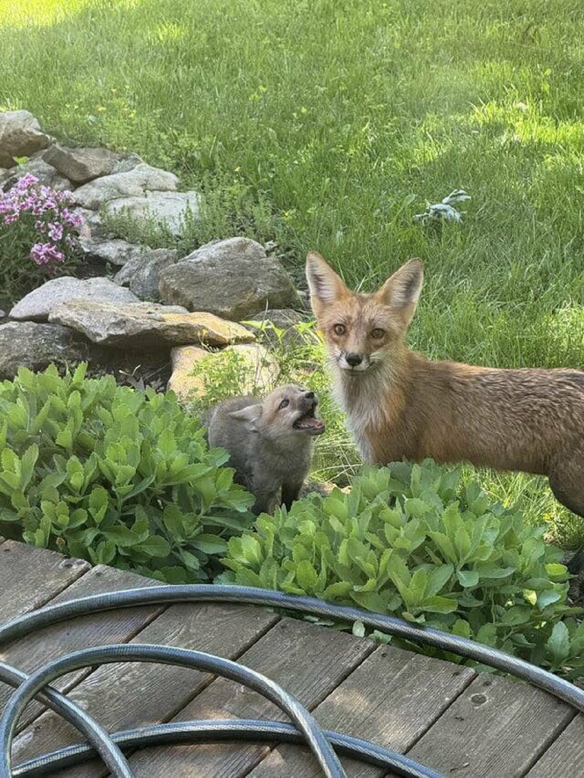 "Neighborhood fox and her kits are living under my front deck rn"