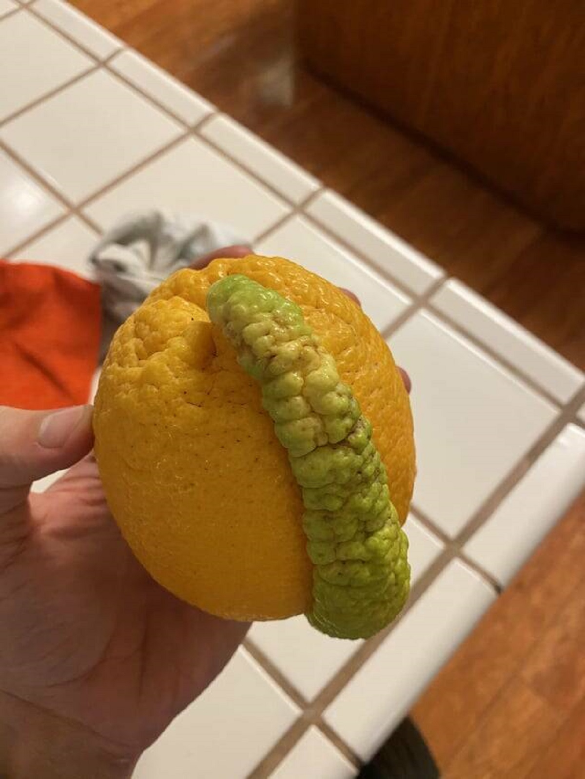 "My orange had a single slice that grew incorrectly."