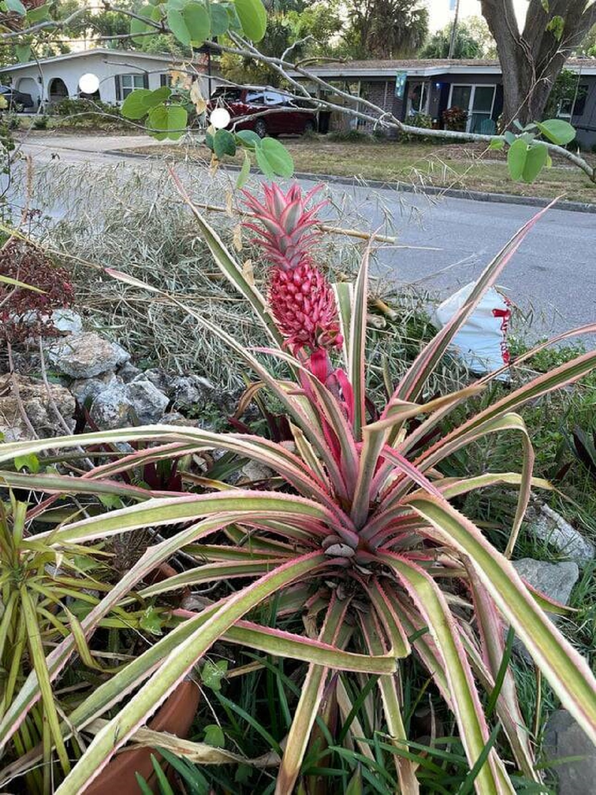 "Pink pineapple growing in my neighborhood"