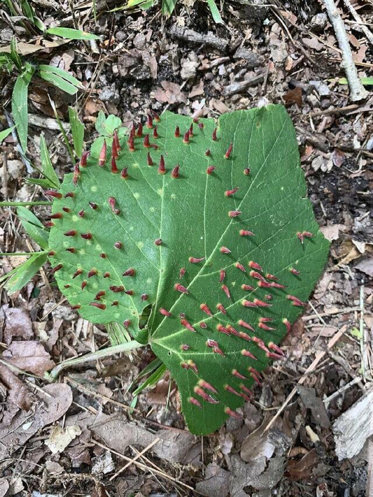 "This leaf had weird red spikes all over it"