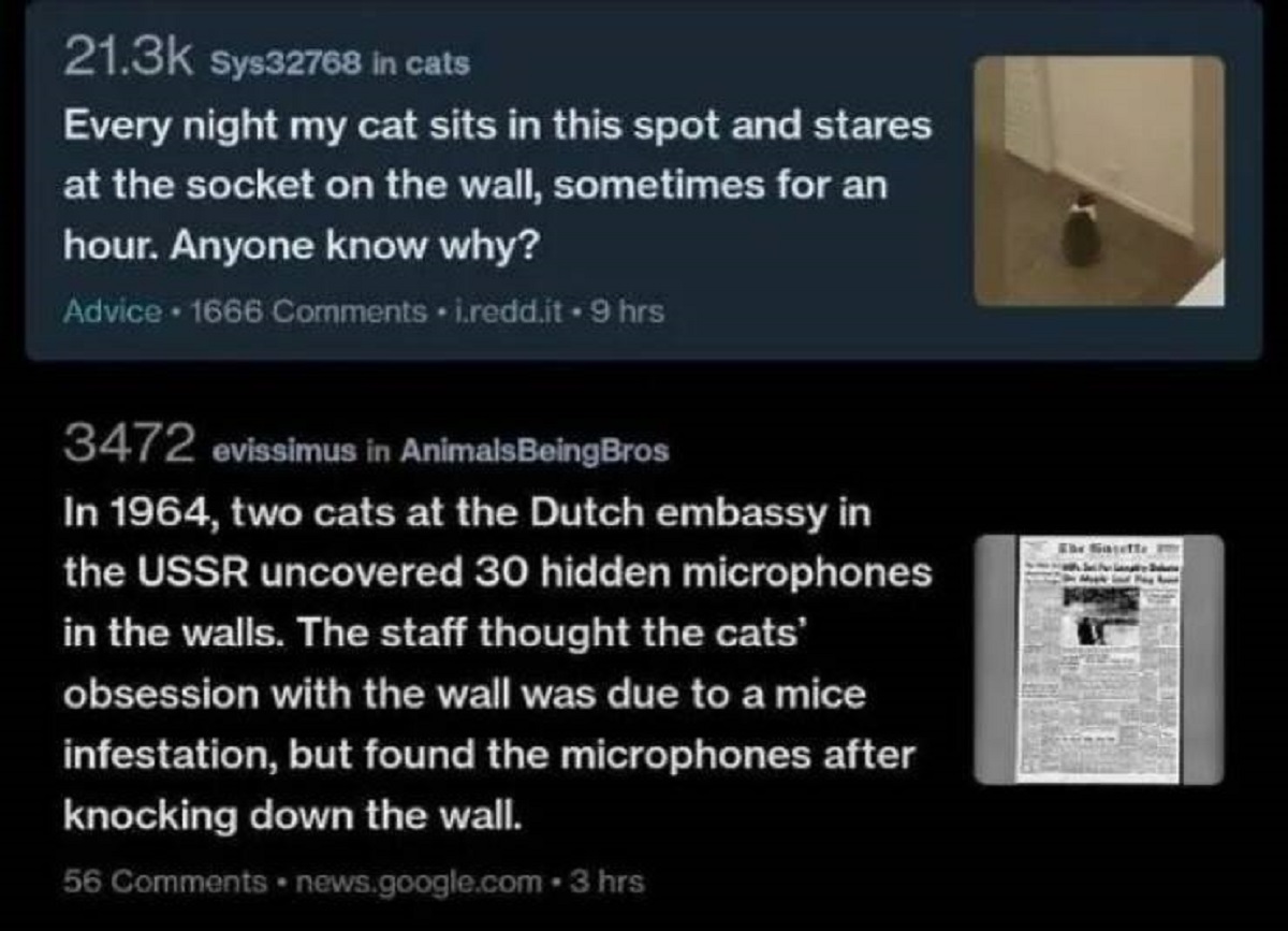 screenshot - Sys32768 in cats Every night my cat sits in this spot and stares at the socket on the wall, sometimes for an hour. Anyone know why? Advice 1666 i.redd.it 9 hrs 3472 evissimus in AnimalsBeingBros In 1964, two cats at the Dutch embassy in the U