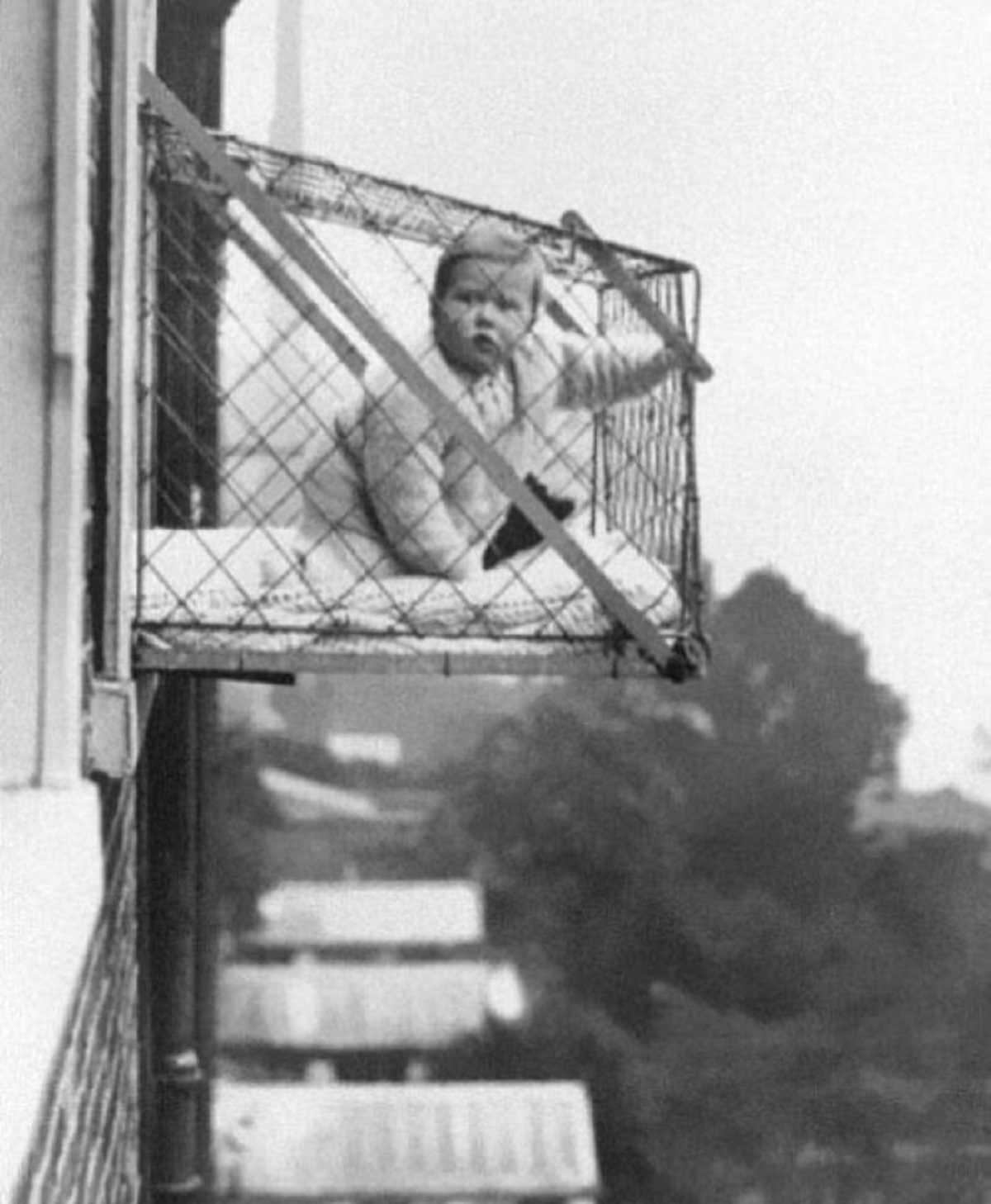 baby cages new york