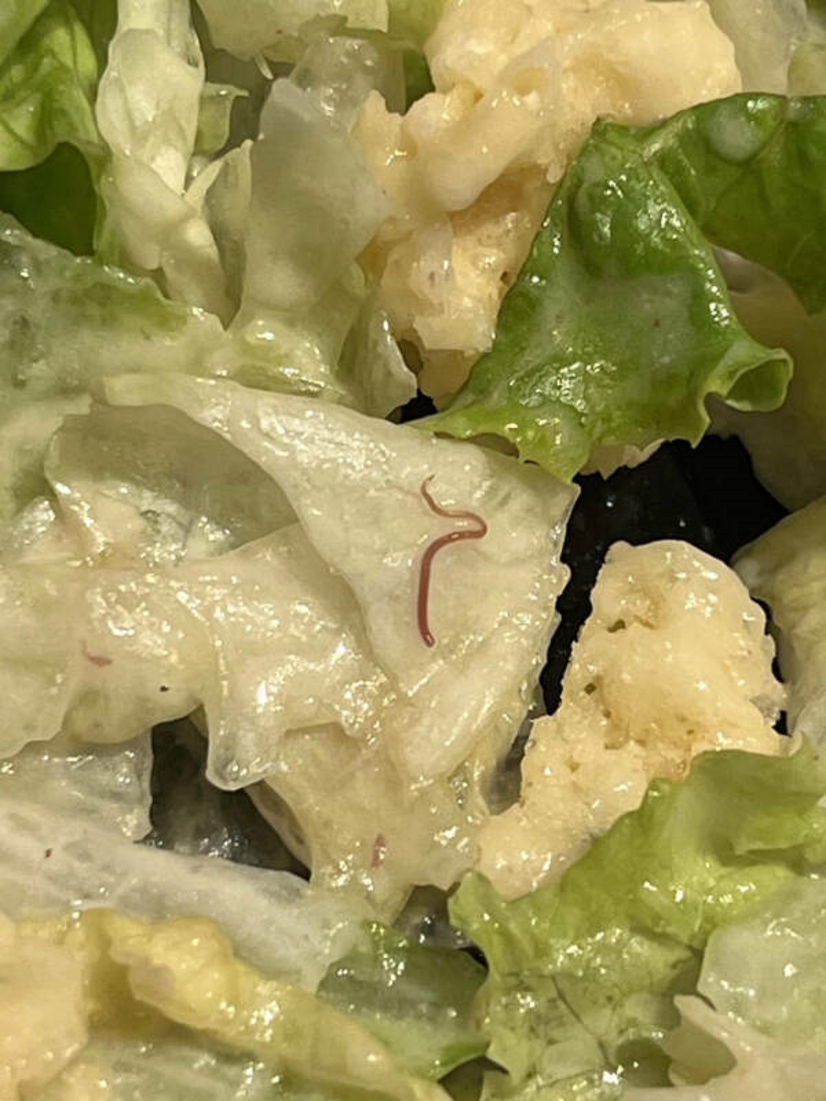 “So there I was enjoying a lemon Caesar salad. Then bam! This little guy comes out of nowhere.