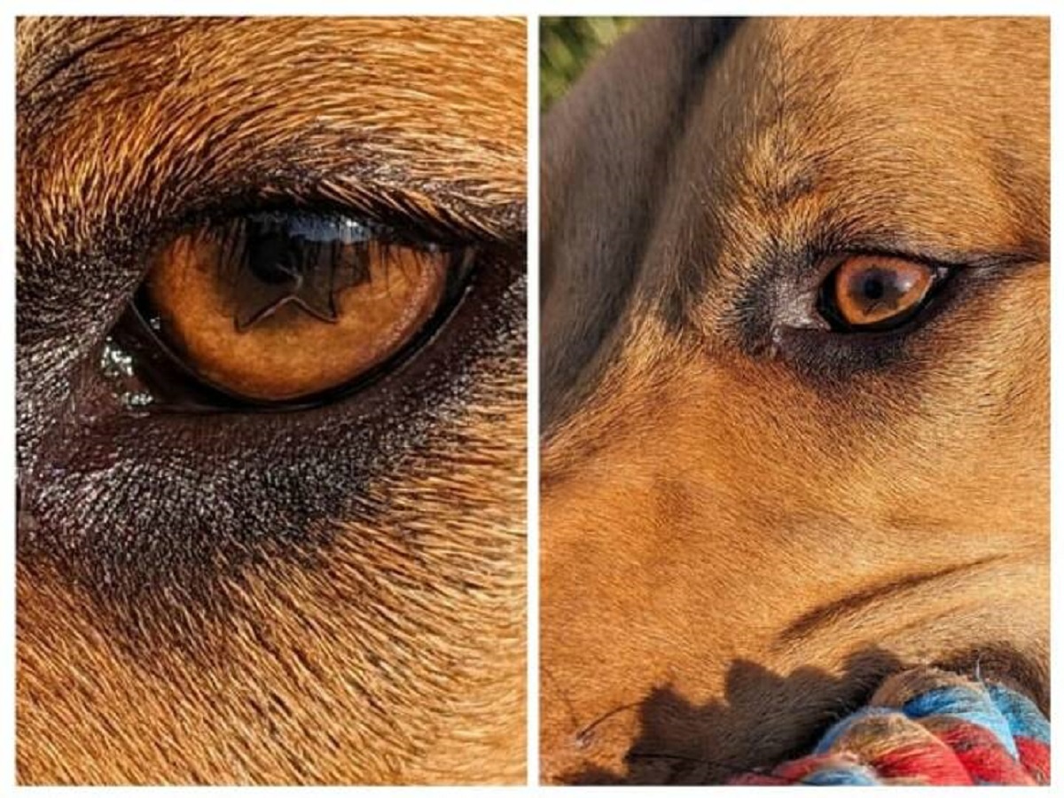 "My dogs eye is star shaped"