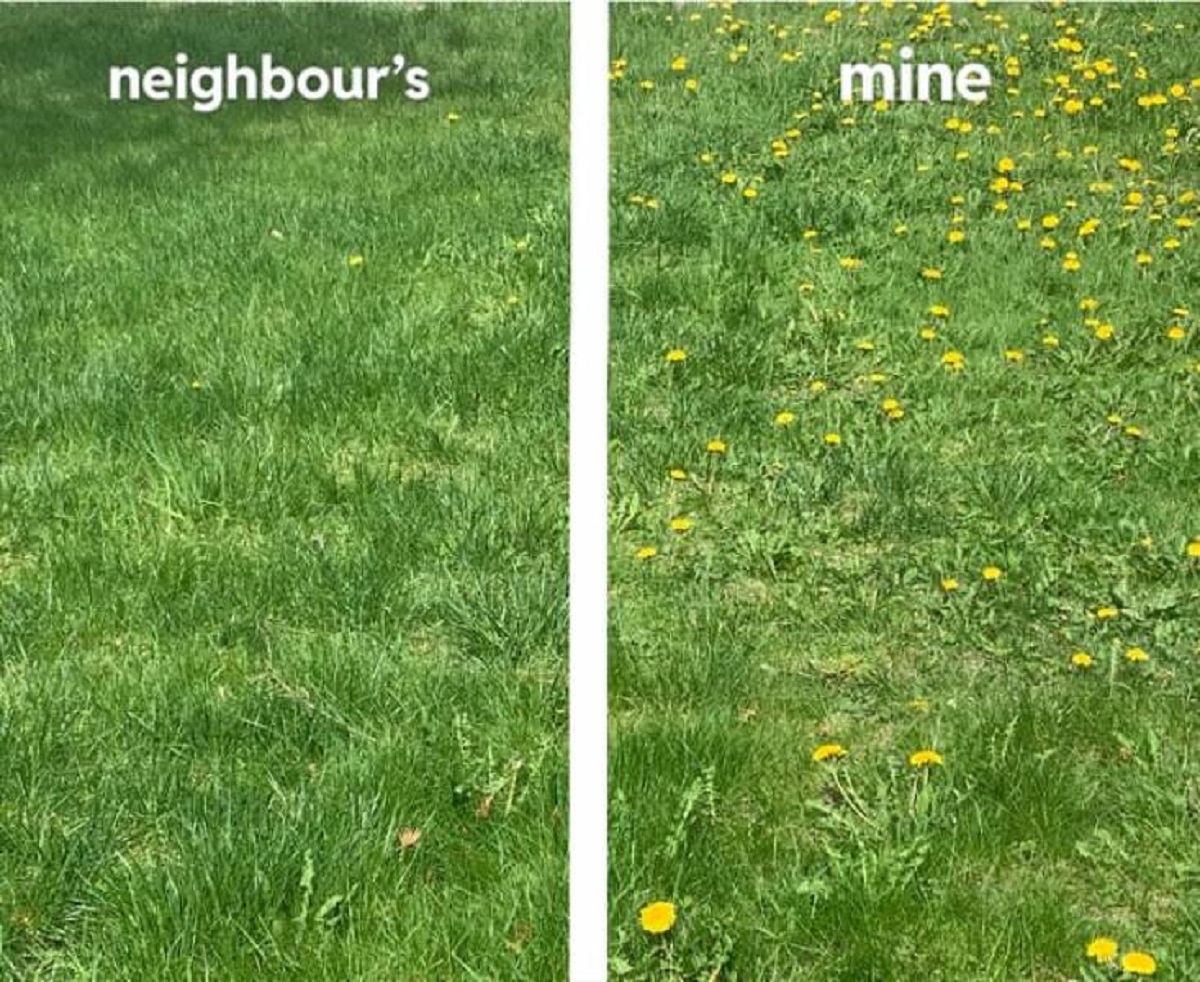 "The amount of dandelions on my neighbors lawn vs my lawn (we get equal sun)"