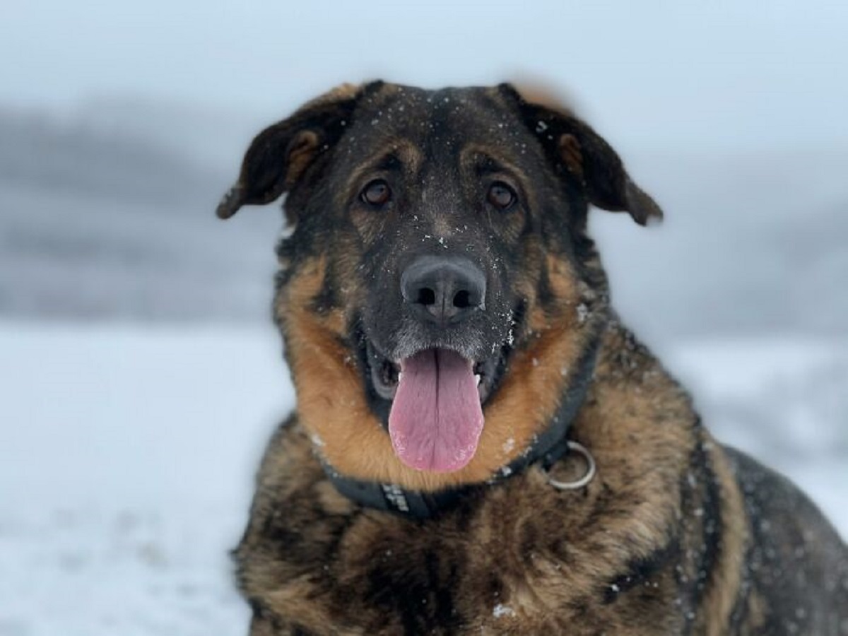 Had a patient with recurrent infected leg ulcers. Reason: rather than clean and dress them as instructed, she was letting her dog "lick them clean".