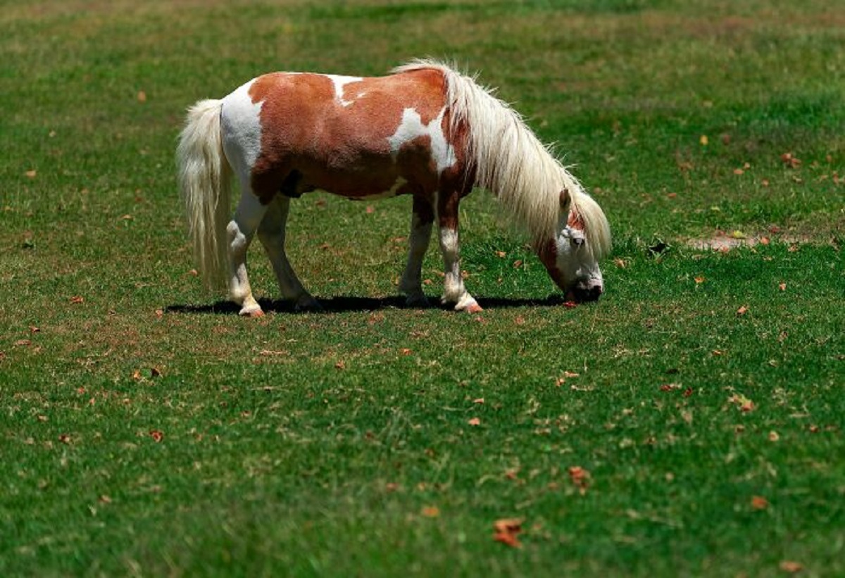 One of my favorite stories from my brother who works as security for a hospital..a woman arrived with her “emotional support” mini horse to visit a family member. She didn’t understand why they wouldn’t allow her and the horse up to the room and my brother was called to escort her out. While technically not a patient the lack of common sense is hilariously baffling.