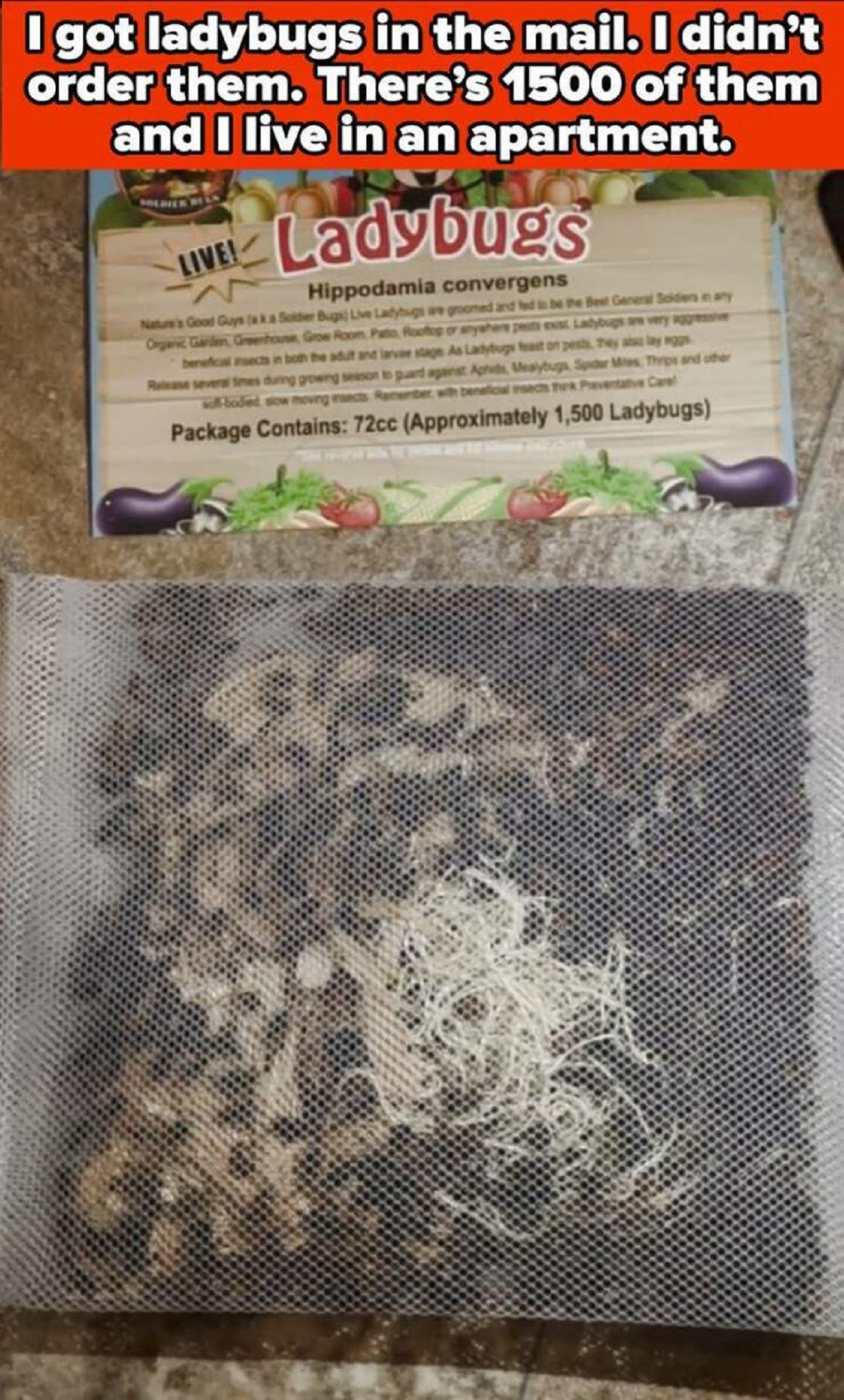 needlework - I got ladybugs in the mail. I didn't order them. There's 1500 of them and I live in an apartment. Ladybugs Livel Hippodamia convergensi Package Contains 72cc Approximately 1,500 Ladybugs