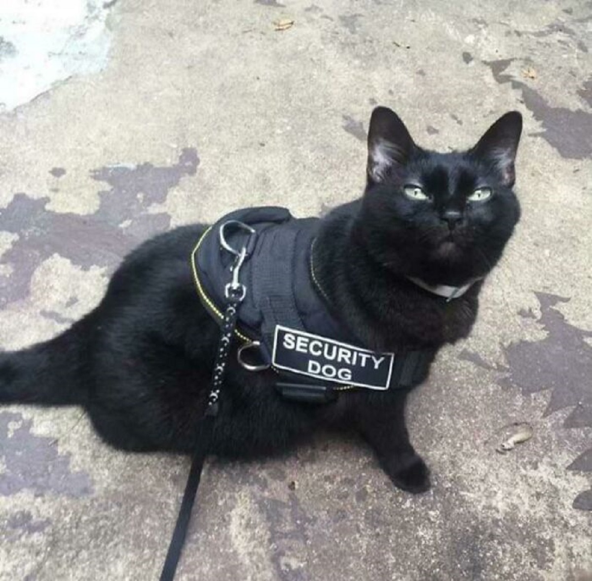 security cat - Security Dog