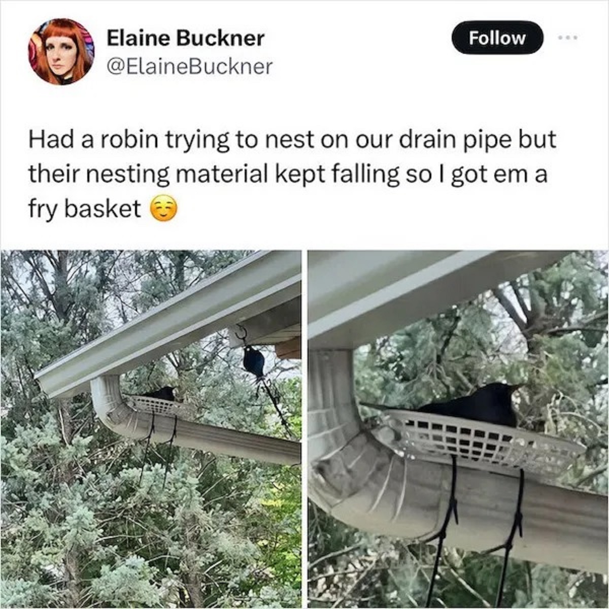Internet meme - Elaine Buckner Had a robin trying to nest on our drain pipe but their nesting material kept falling so I got em a fry basket