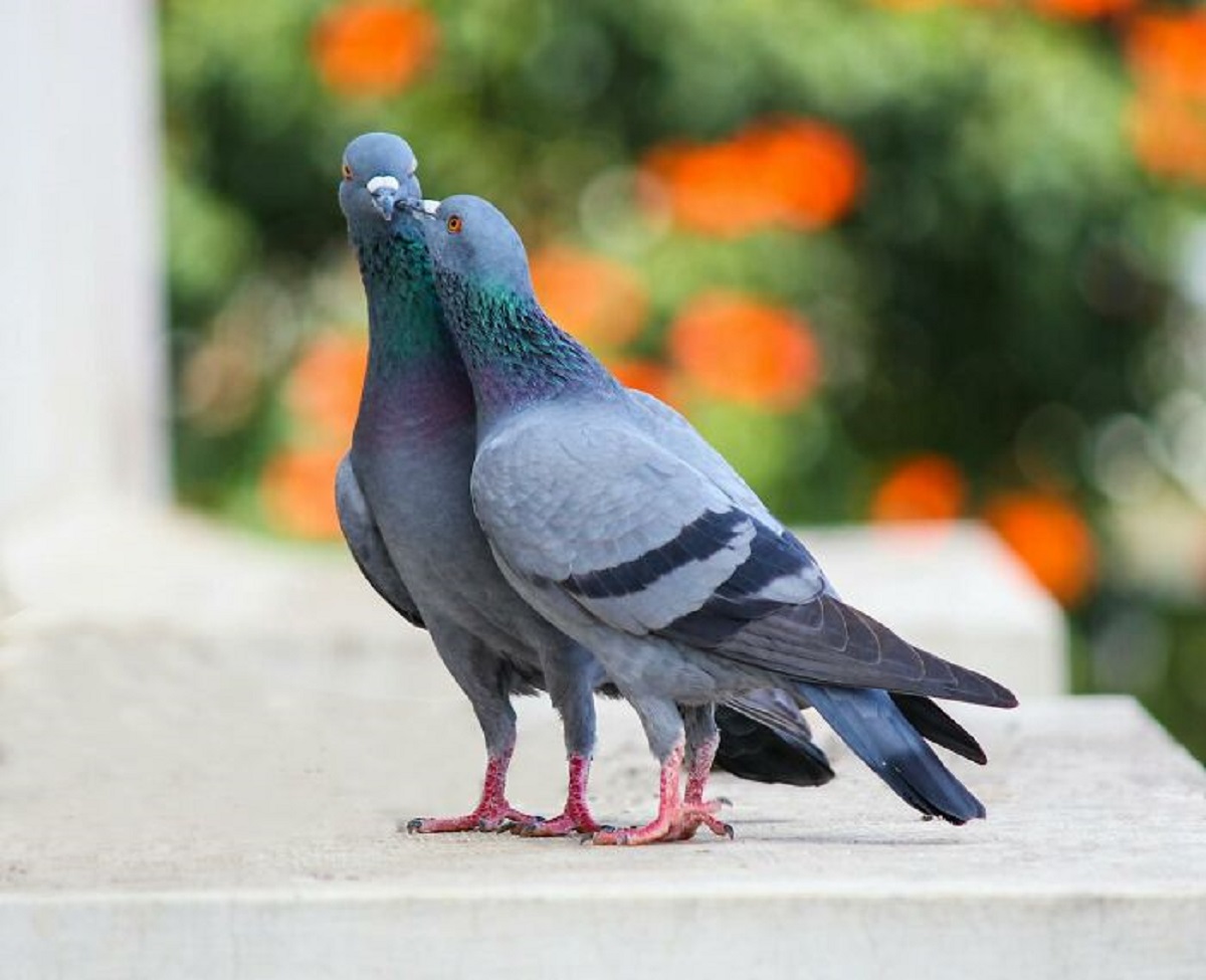 Pigeons mate for life.