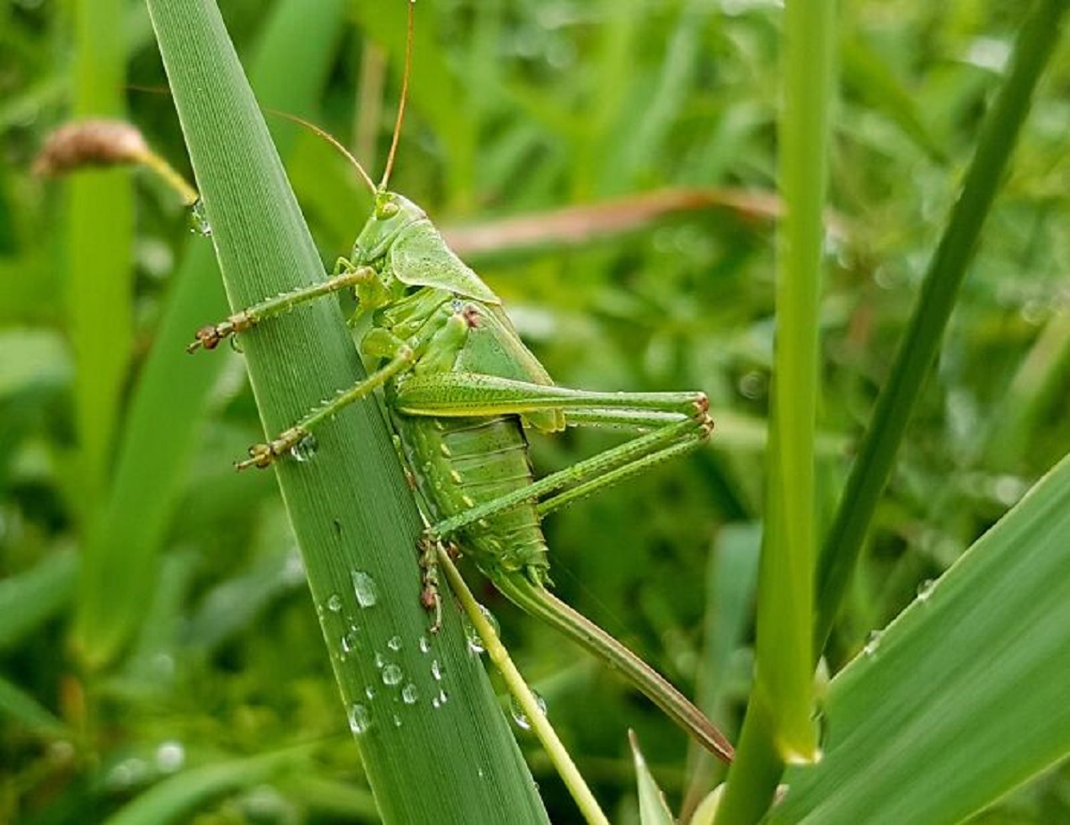 Locusts are just grasshoppers that have undergone a transformation. This usually only happens when huge numbers of them get together, but you can trigger it by rubbing their butts. The transformation only takes a couple hours.