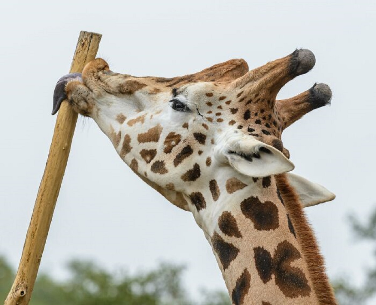 The tips of giraffe tongues are dark purple, to protect against the sun. They spend most of their time in the wild, eating.