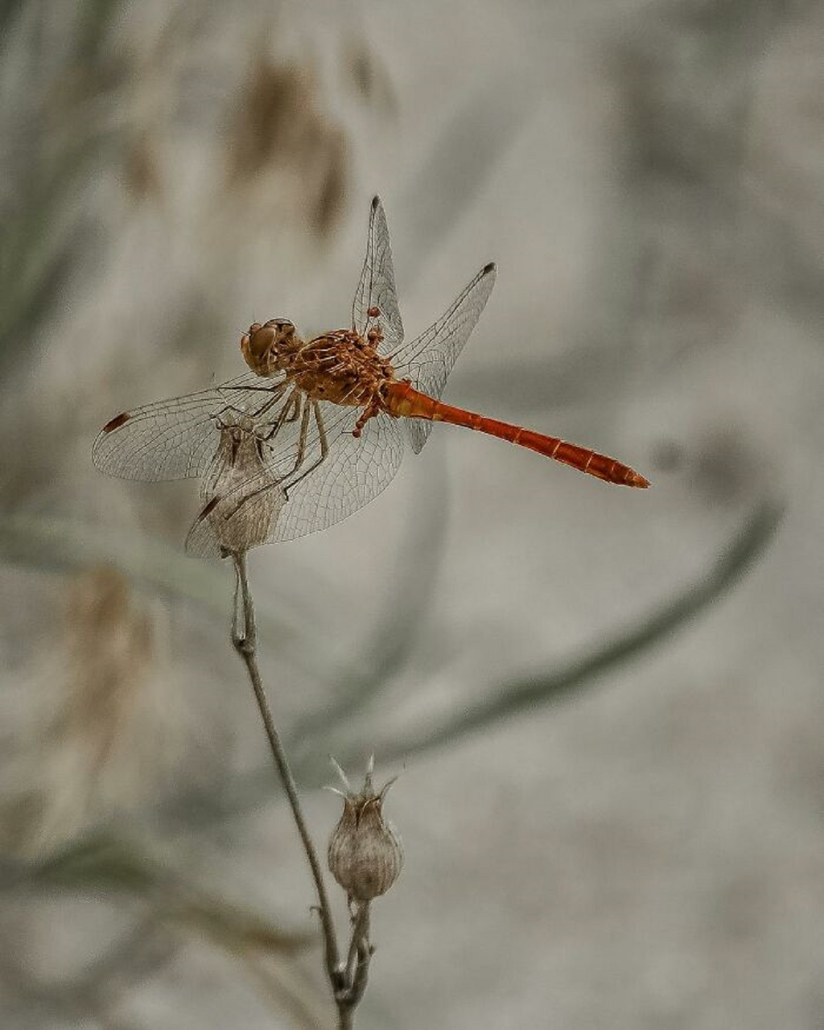 Dragonflies suck water up their butts and shoot it out like jets when they get tired.