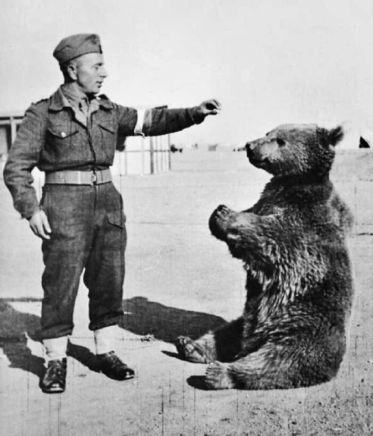 On 8 April, 1942, a detachment of Polish soldiers, deployed to Iran by the Allies, bought a **bear cub** from an Iranian boy. In August the bear was given to the 22nd Artillery Supply company and named Wojtek by the soldiers.


They fed him condensed milk, honey, fruit, and beer, which ended up being his favorite drink. He also picked up smoking, and enjoyed wrestling with his human friends, and bunking in on cold nights.


When the Polish II Corps was redeployed it Italy to fight alongside the British, the Brits wouldn’t transport mere mascots on a troop ship, so Wojtek was formally enrolled in the Polish army as a private.


During the brutal Battle of Monte Cassino Private Wojtek helped keep the guns firing by hauling boxes of ammo, each containing four 25 pound shells. These crates normally took four men to haul. For his bravery and service in battle Wojtek was promoted to Corporal, and his visage became the emblem of the 22nd Artillery Supply Company.


After the war the 22nd was sent to Scotland, before being demobilized, at which point Wojtek was given to the Edinburgh Zoo, where he was often visited by Polish soldiers until his death in 1963.