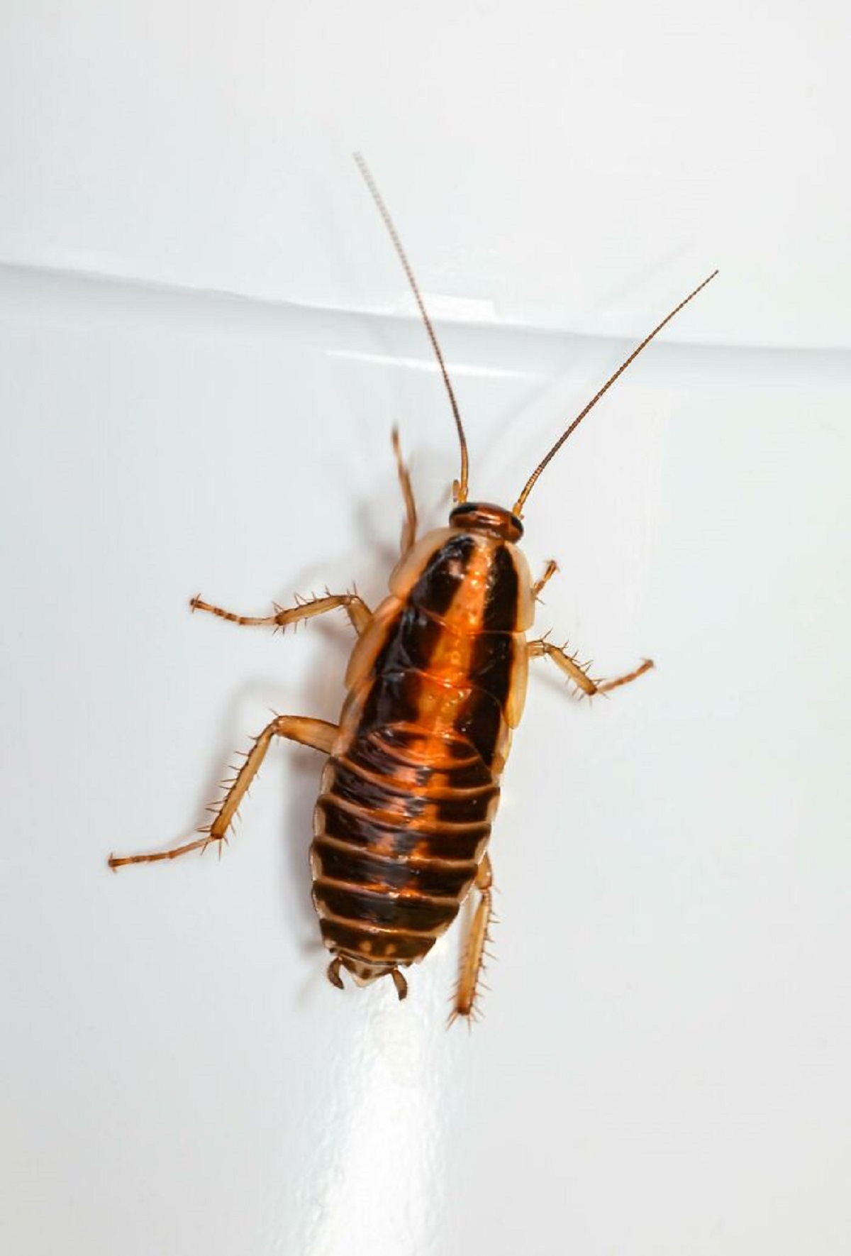A cockroach can live up to 168 hours without its head.