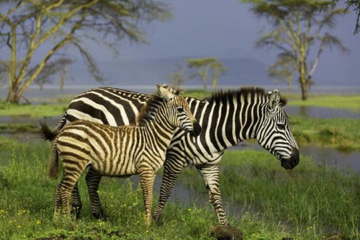 Baby zebras are born with brown stripes before they eventually turn black:
