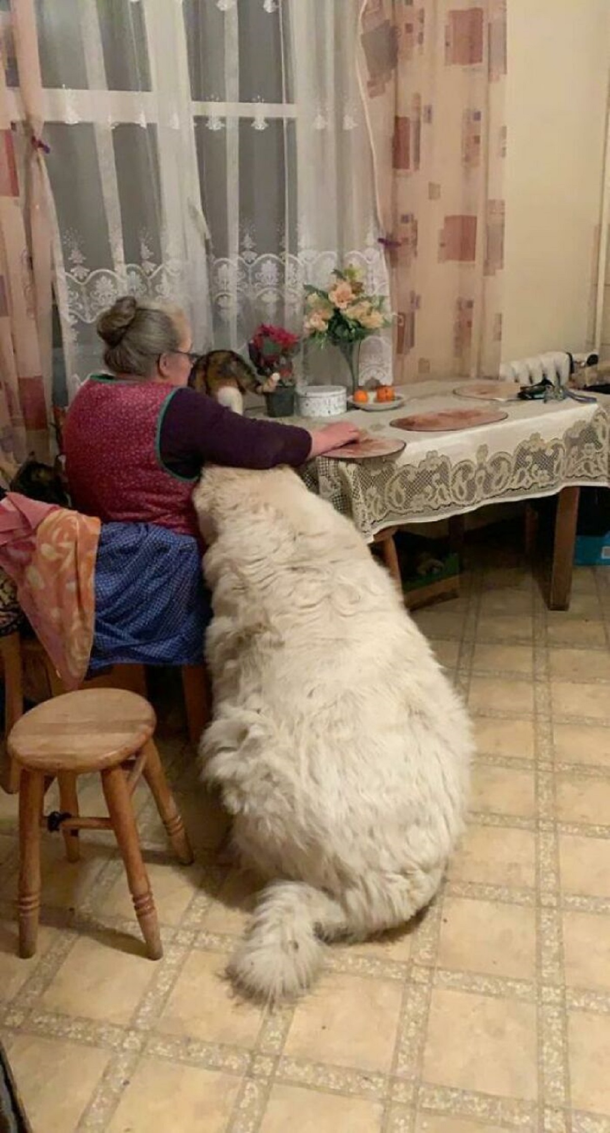 This Chonker Next To My Grandmother