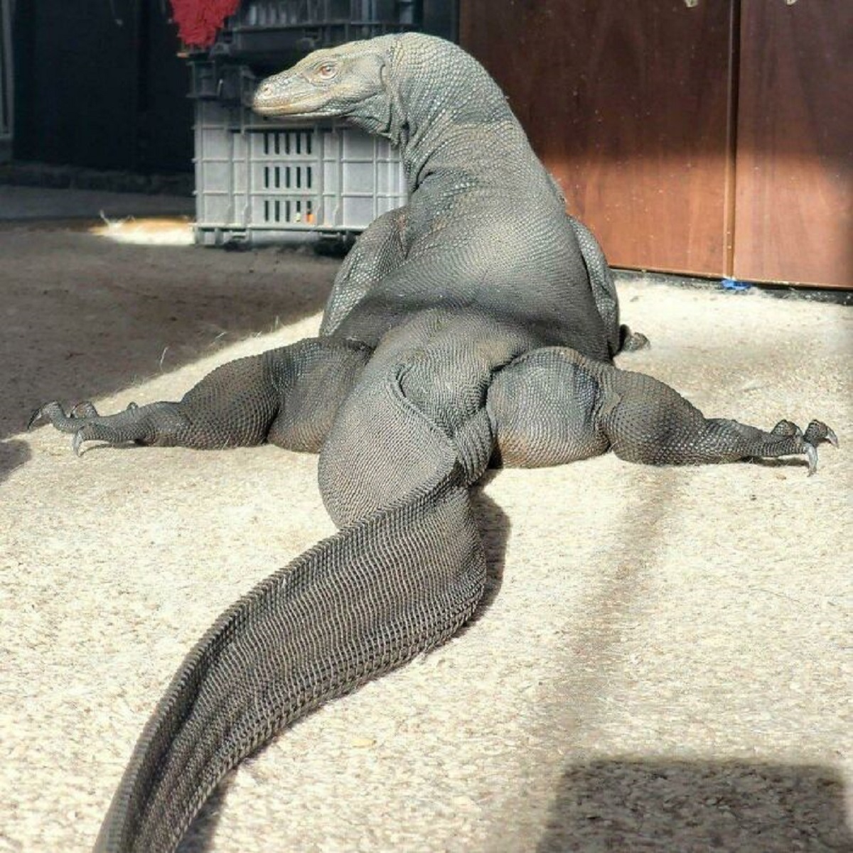 Komodo Dragon