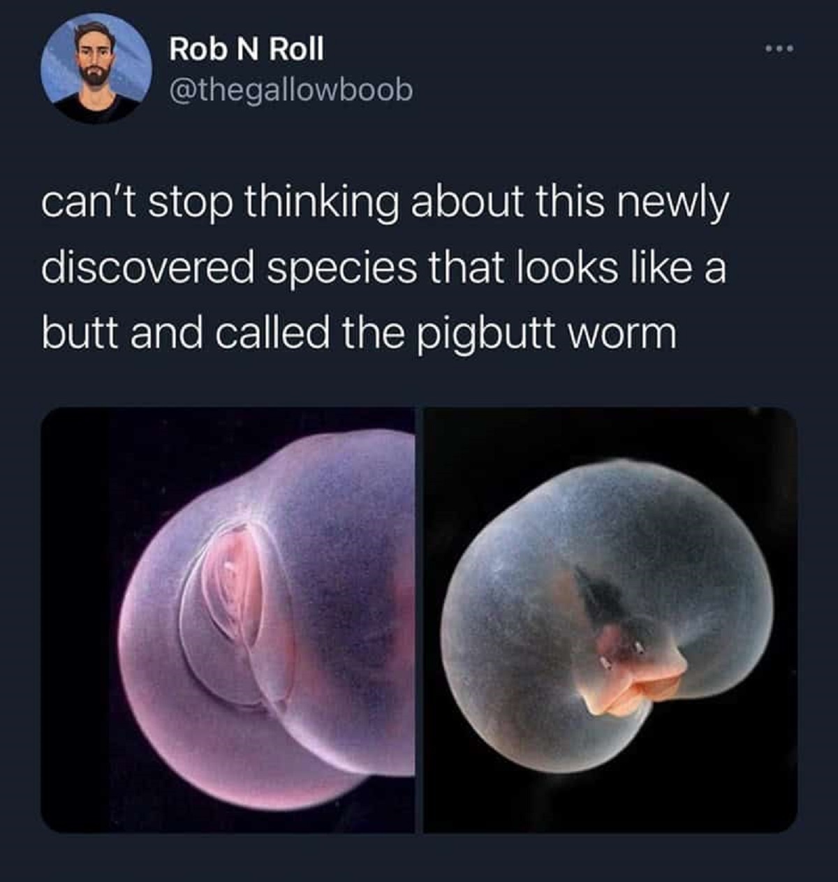 funny - Rob N Roll can't stop thinking about this newly discovered species that looks a butt and called the pigbutt worm 808