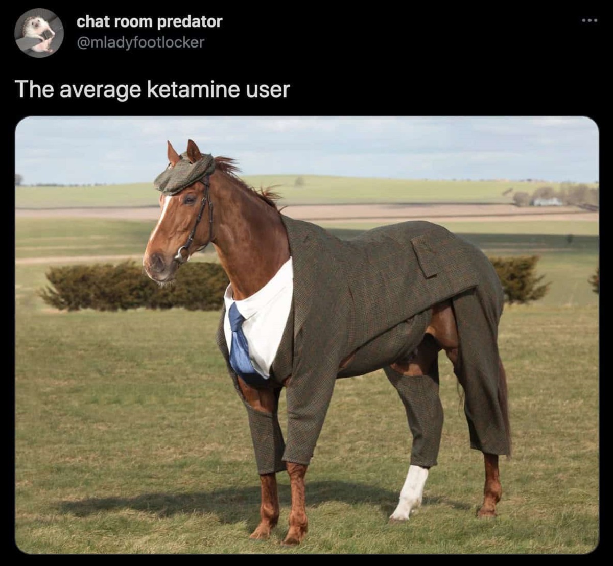 clothes horse animal - chat room predator The average ketamine user