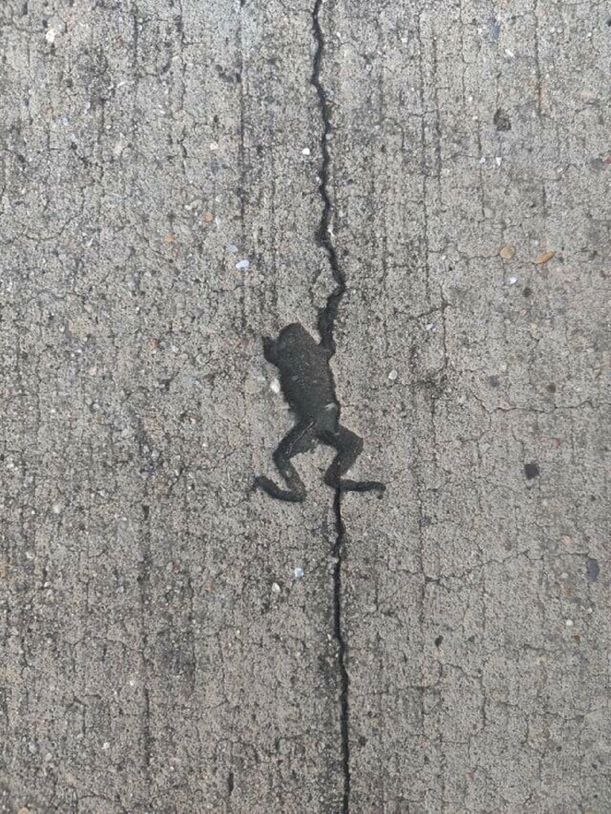 "This hole in the pavement looks just like a frog"