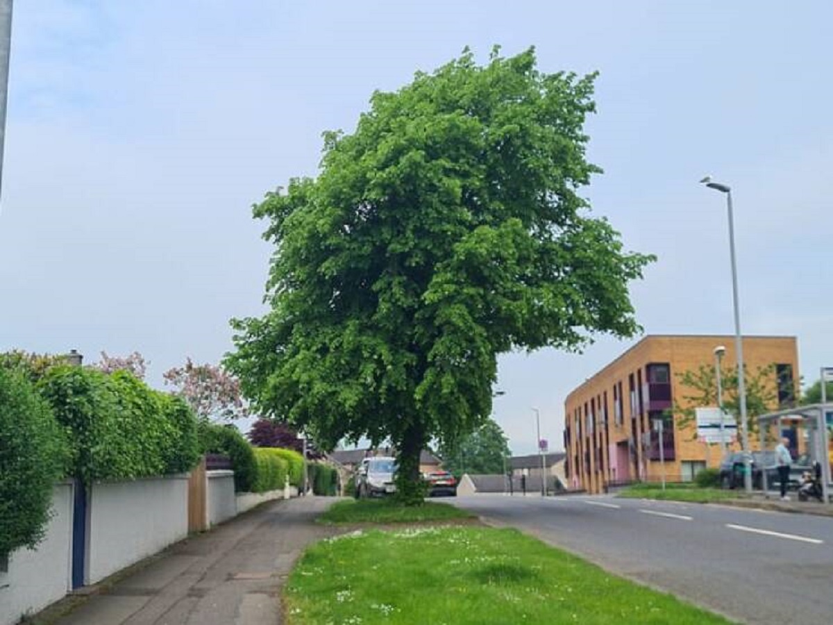 "After decades of double decker buses brushing past this tree, it is now missing a corner."
