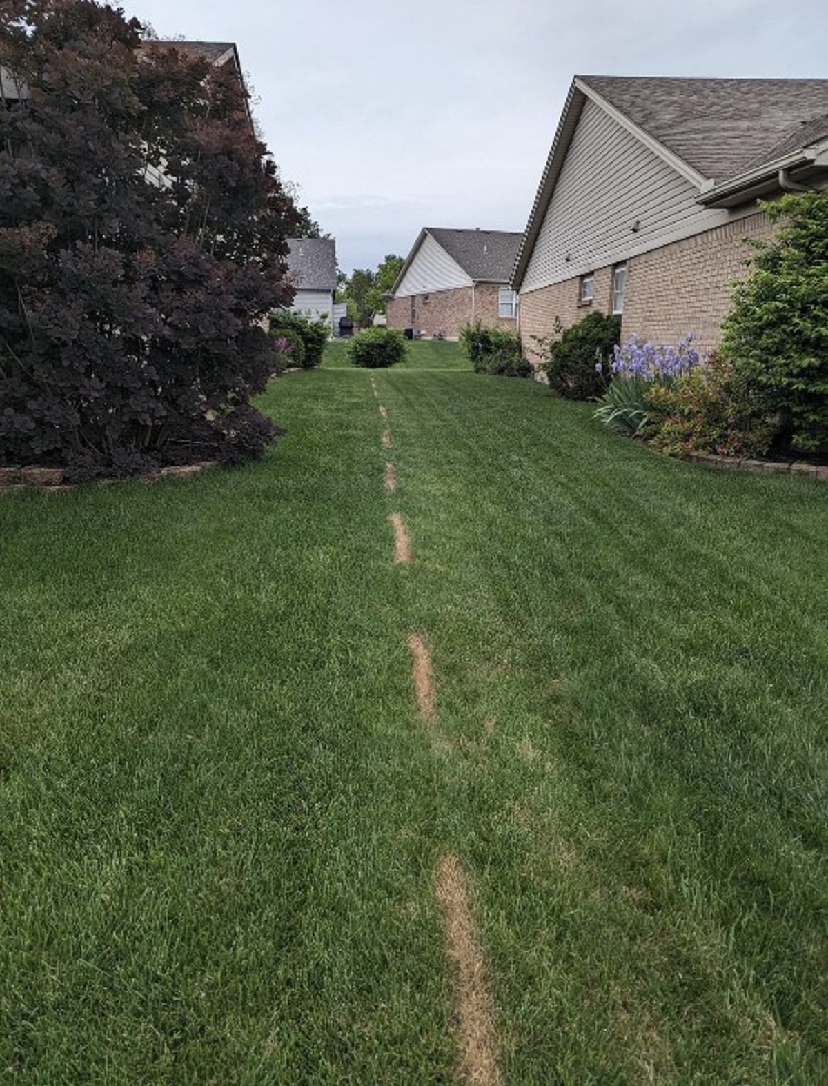 Neighbor not happy that we mowed one row into his lawn, so he decided to spray grass killer to make a point.
