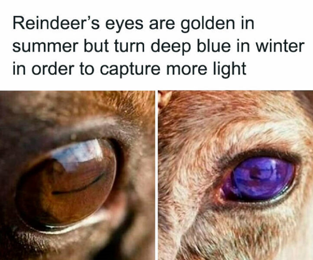 reindeer eyes change color - Reindeer's eyes are golden in summer but turn deep blue in winter in order to capture more light