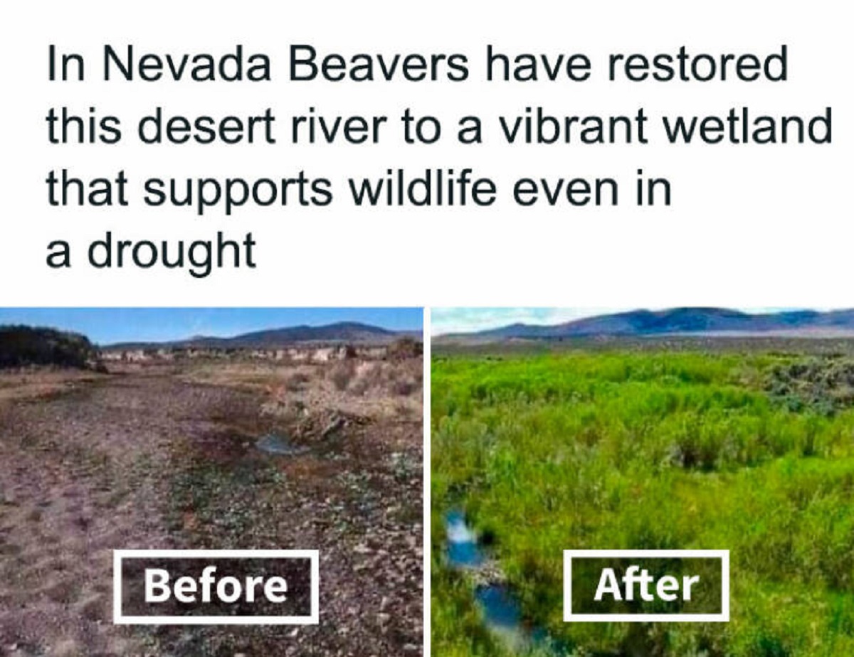 grass - In Nevada Beavers have restored this desert river to a vibrant wetland that supports wildlife even in a drought Before After