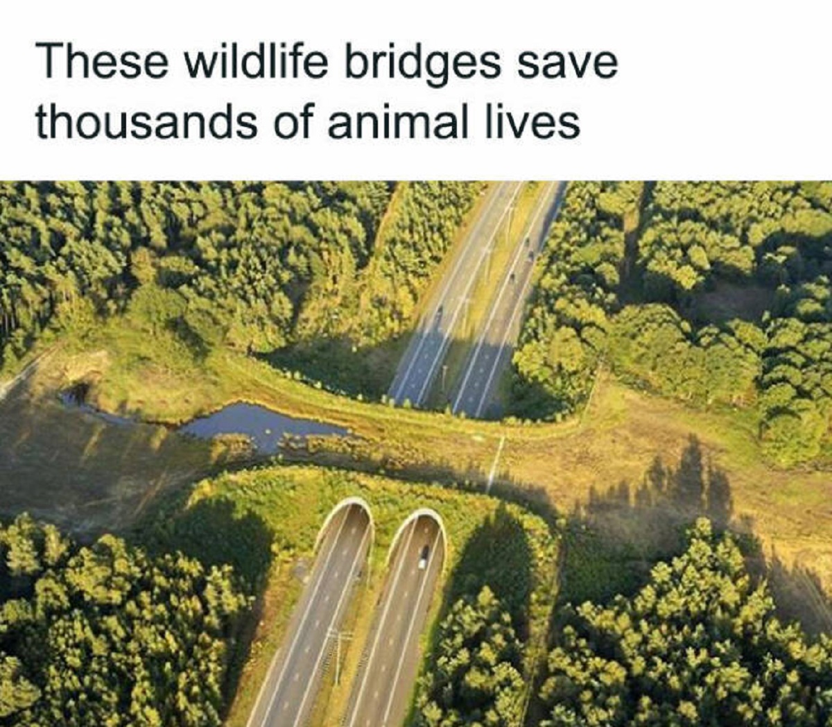 animal bridge in india - These wildlife bridges save thousands of animal lives