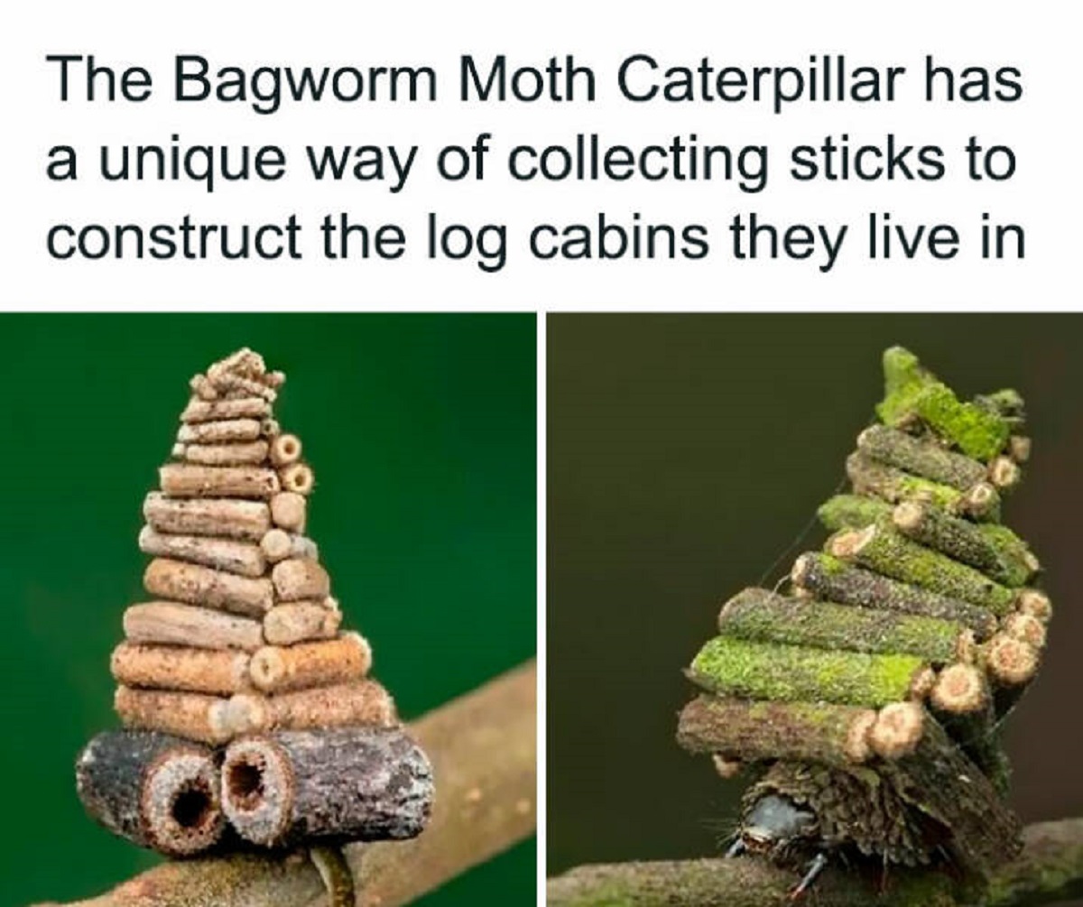 bag worm meme - The Bagworm Moth Caterpillar has a unique way of collecting sticks to construct the log cabins they live in Co