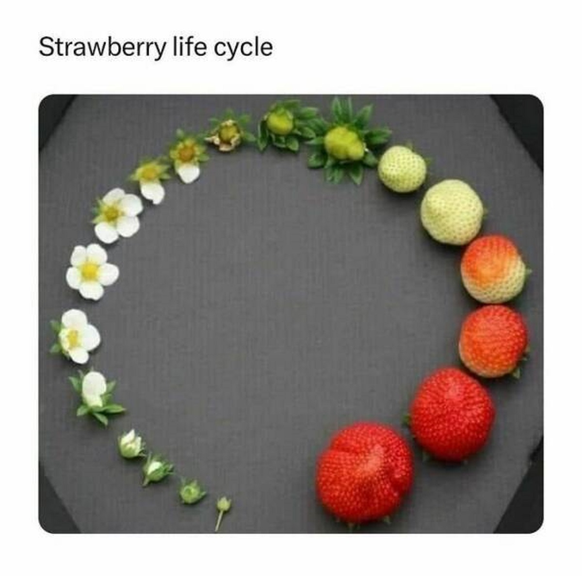 strawberry life cycle - Strawberry life cycle