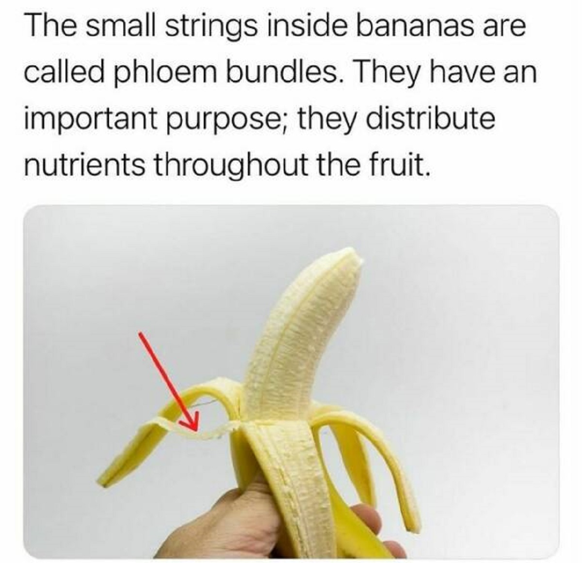 peel - The small strings inside bananas are called phloem bundles. They have an important purpose; they distribute nutrients throughout the fruit.