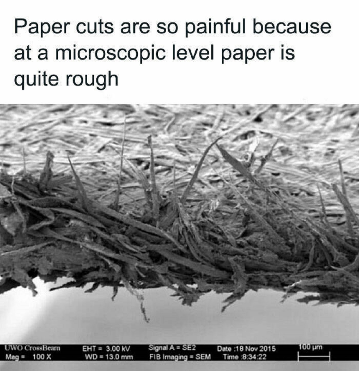 paper cut microscope - Paper cuts are so painful because at a microscopic level paper is quite rough Uwo CrossBearn Mag100 X Eht3.00 Kv Wd 13.0 mm Signal A SE2 Fib Imaging Sem Date 100 Time 22