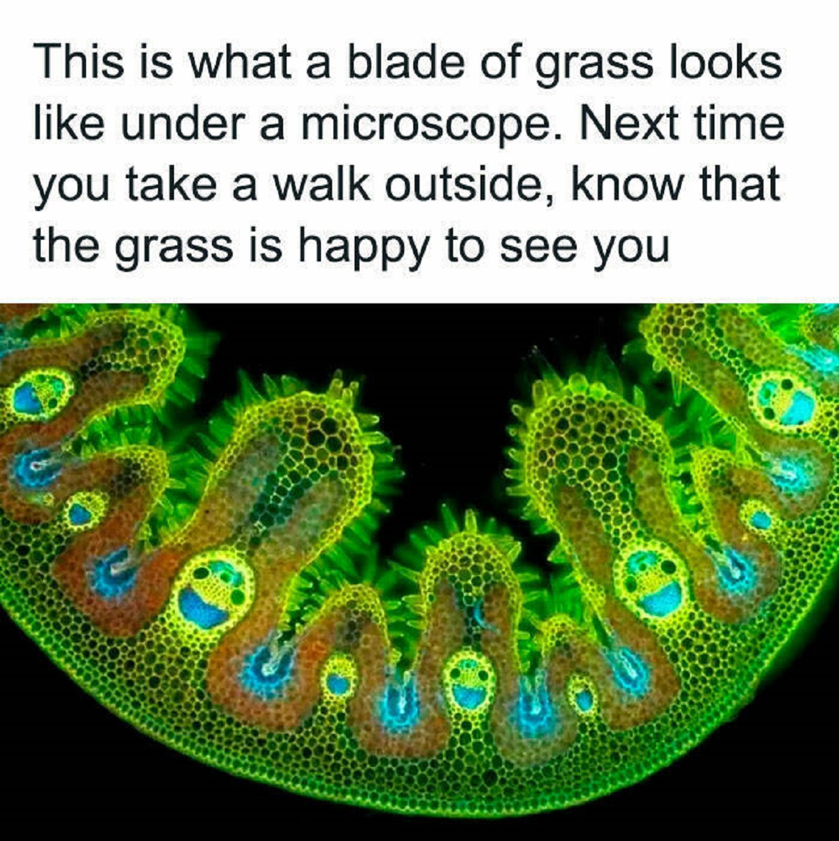 grass under a microscope - This is what a blade of grass looks under a microscope. Next time you take a walk outside, know that the grass is happy to see you