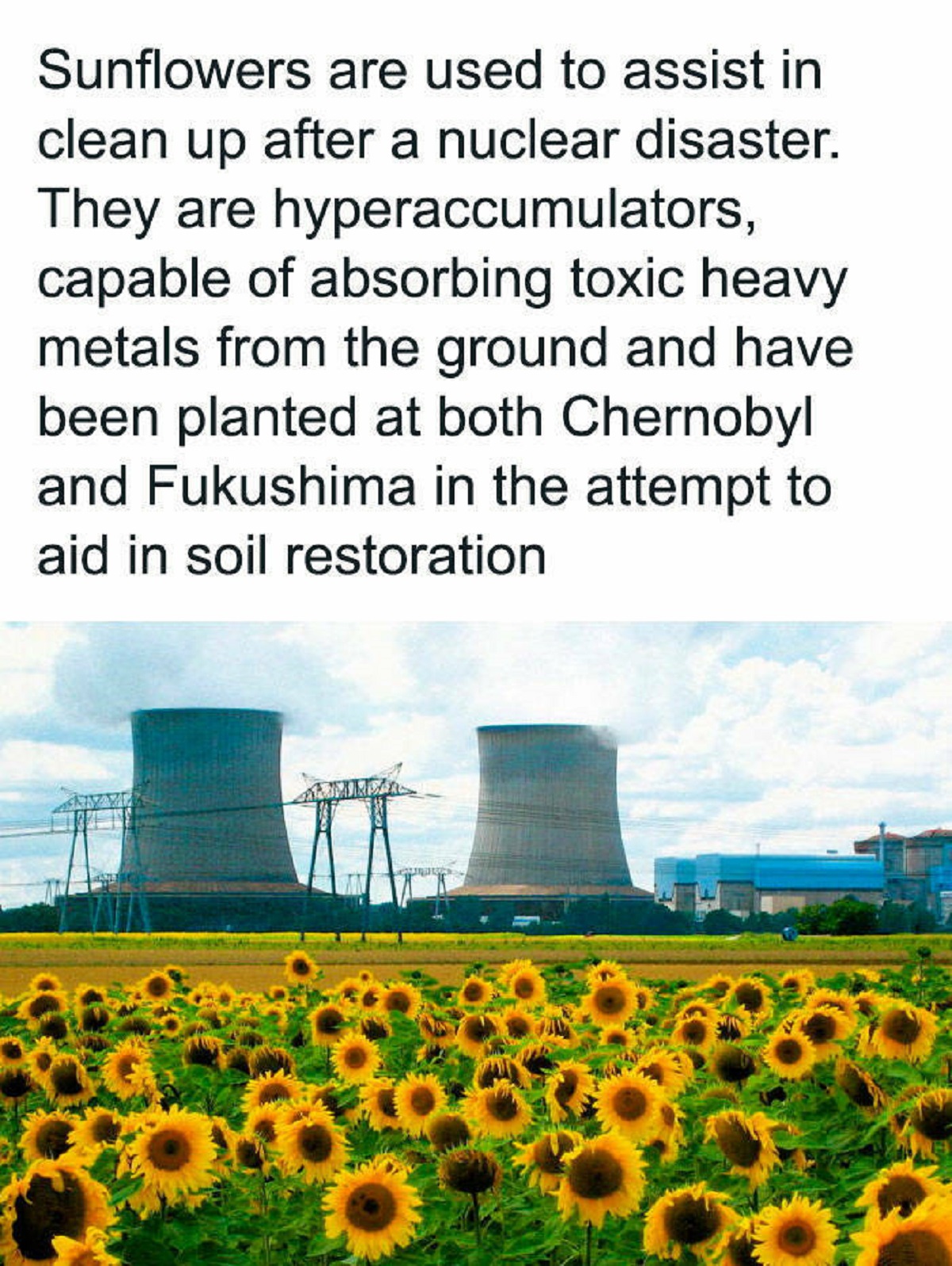 Sunflowers are used to assist in clean up after a nuclear disaster. They are hyperaccumulators, capable of absorbing toxic heavy metals from the ground and have been planted at both Chernobyl and Fukushima in the attempt to aid in soil restoration