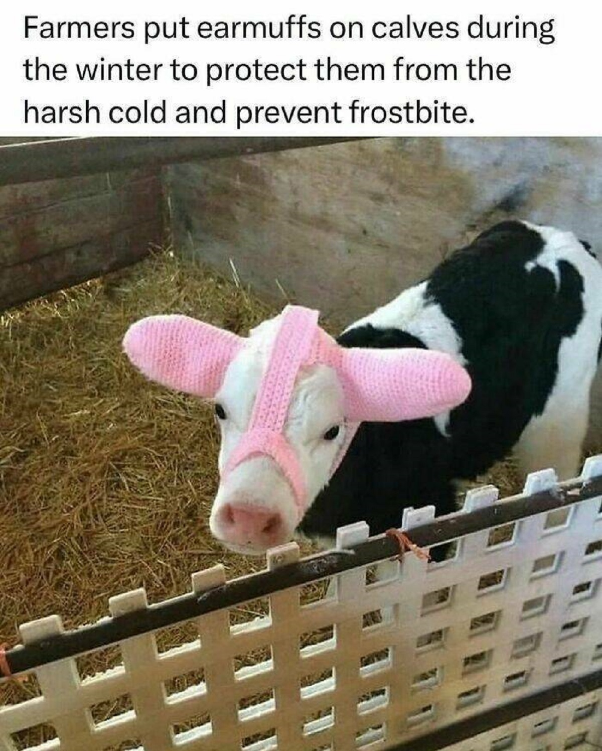 cow with ear muffs - Farmers put earmuffs on calves during the winter to protect them from the harsh cold and prevent frostbite.