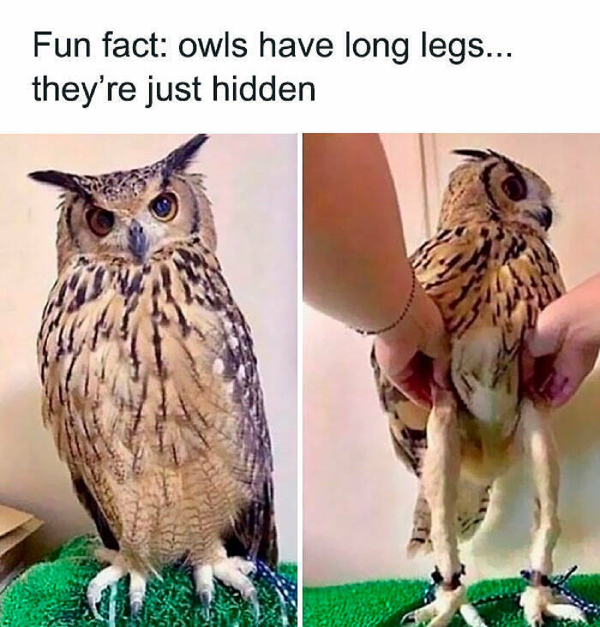 owl meme - Fun fact owls have long legs... they're just hidden