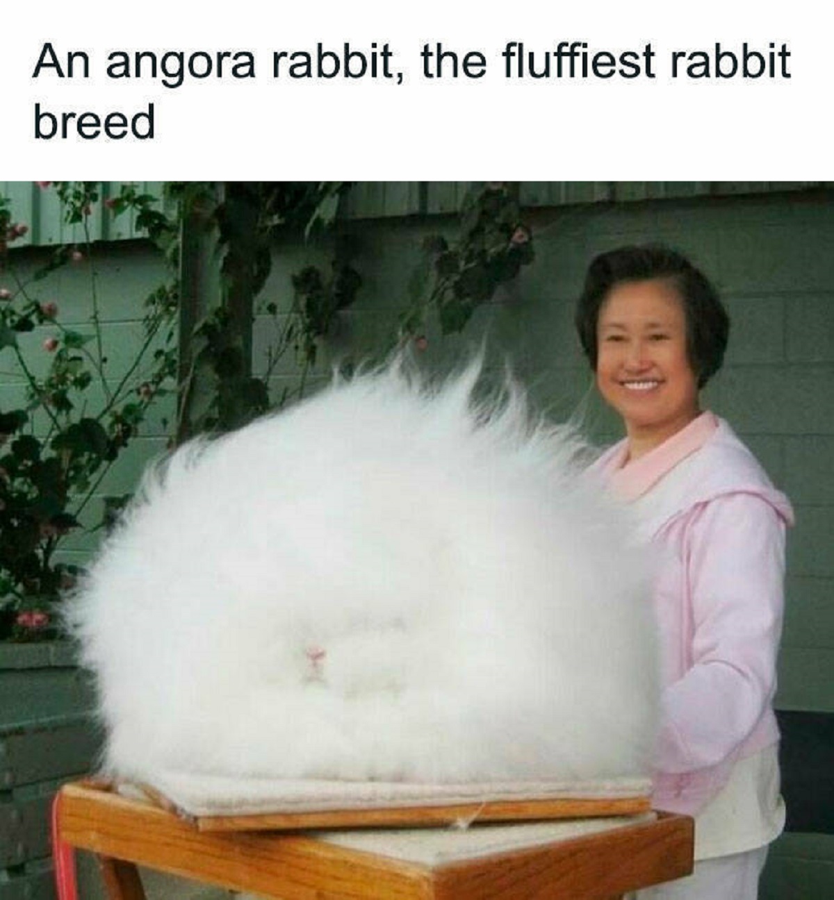 angora wool - An angora rabbit, the fluffiest rabbit breed
