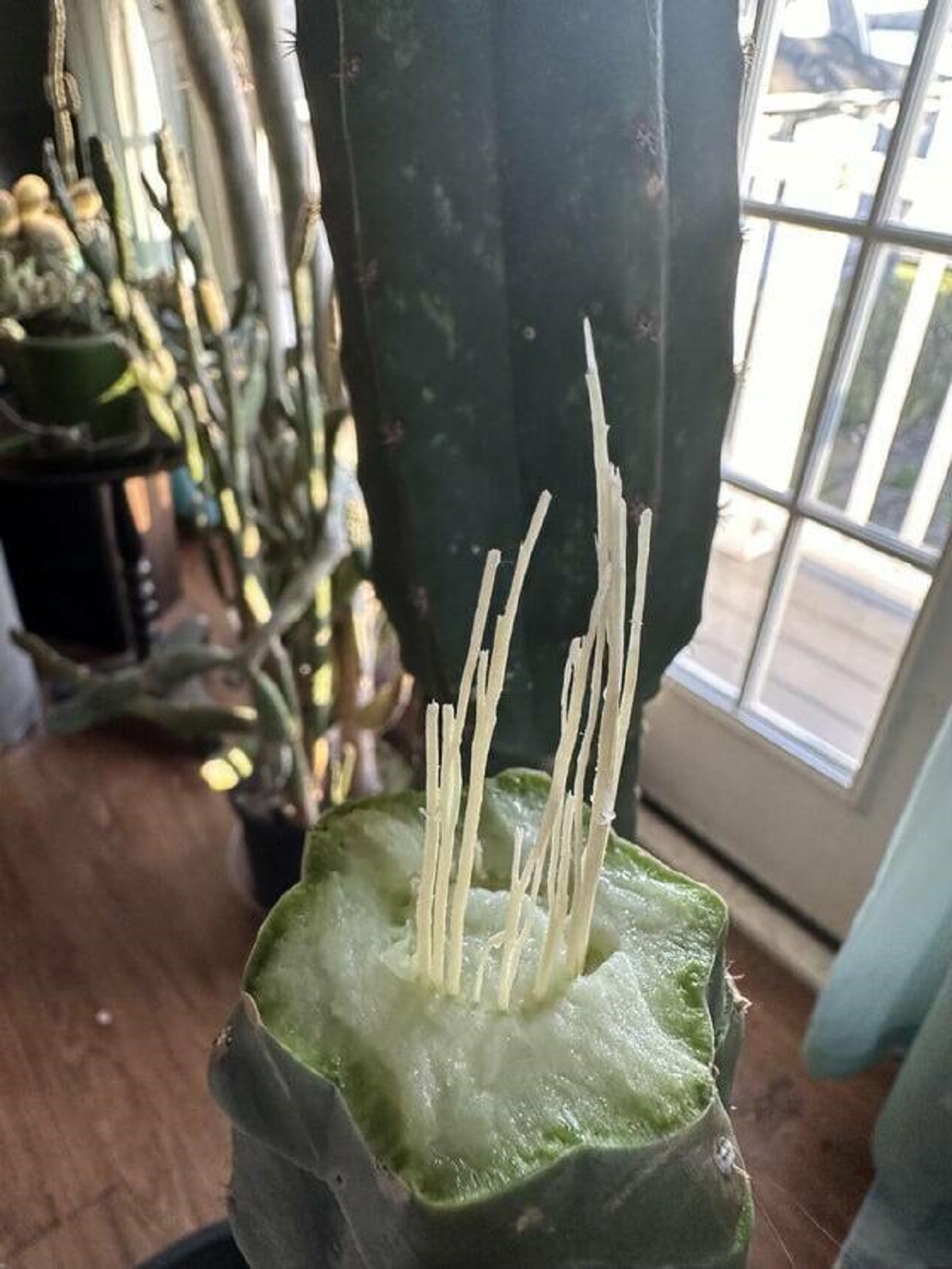 "My 7ft tall cactus snapped, exposing the spines that hold it together"