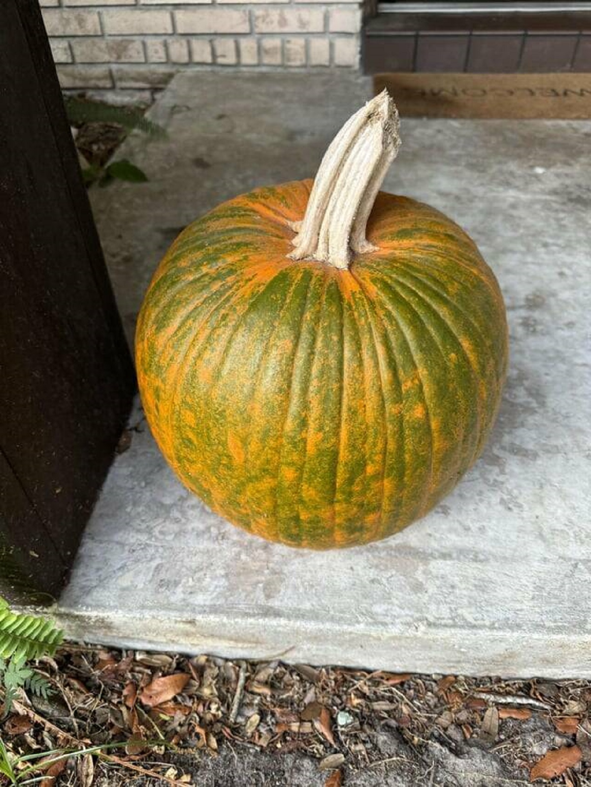 "My pumpkin from October 2023 has not rotted as of late May 202"