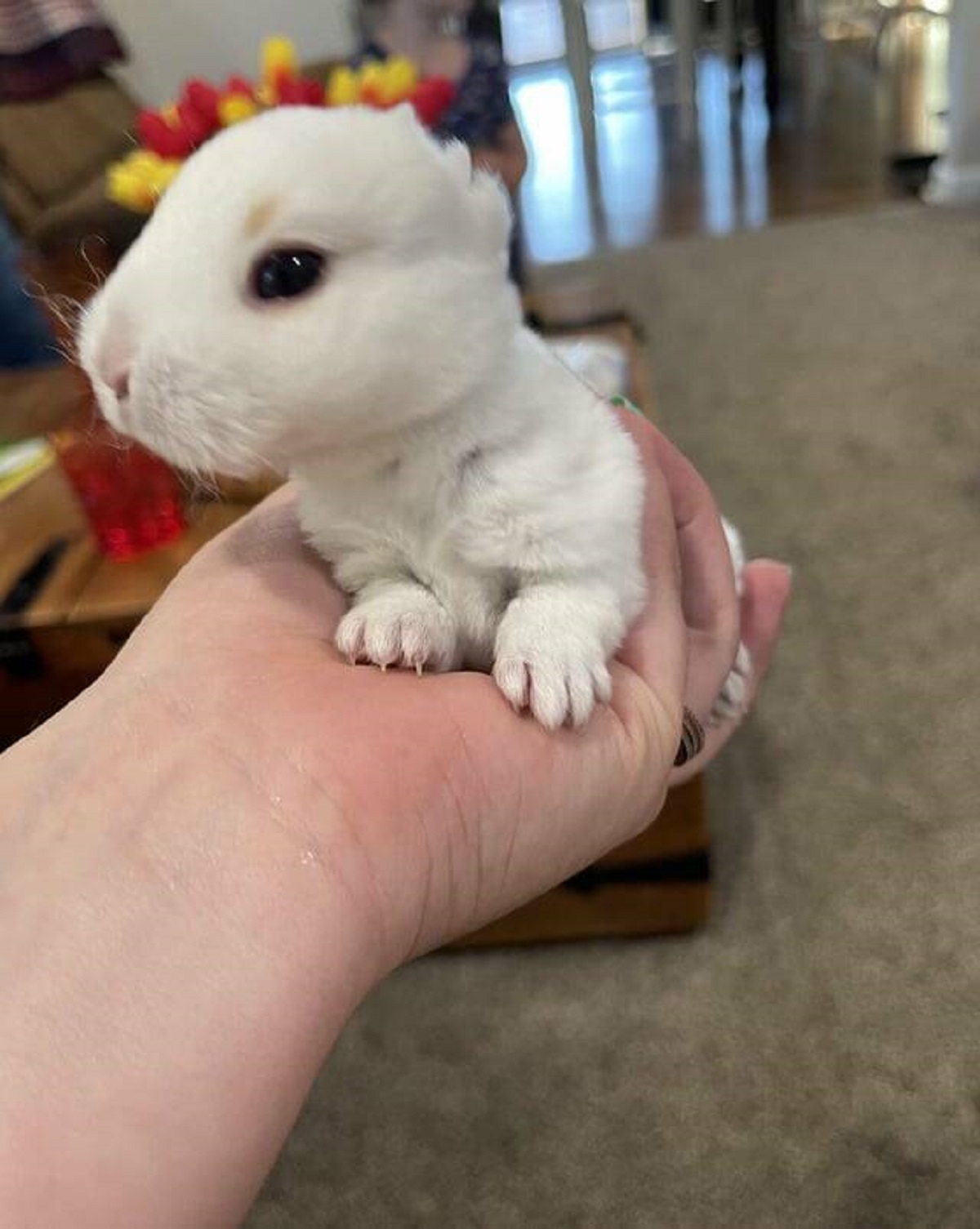 "Baby bunny with no ears"
