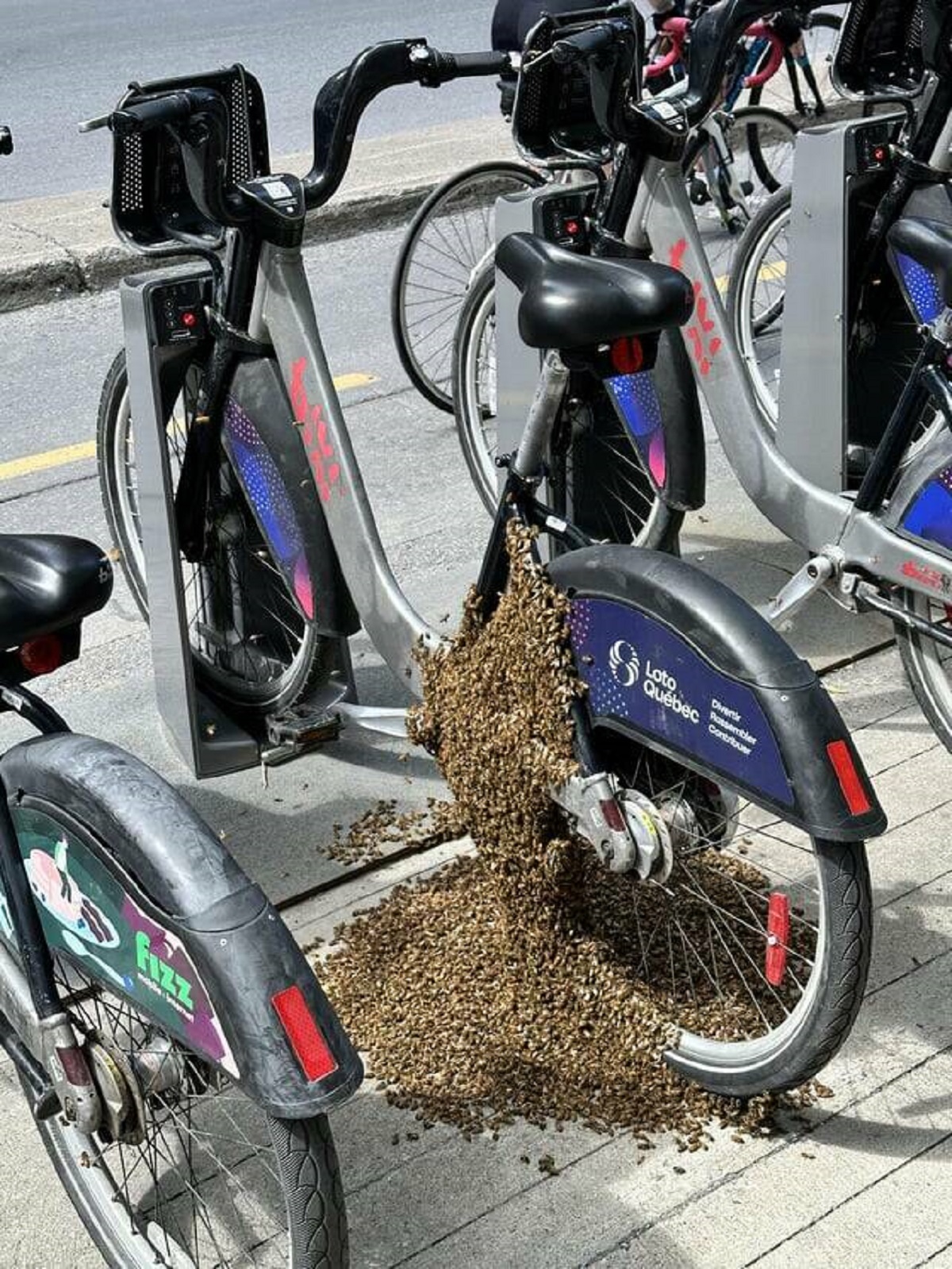 "A swarm of bees have formed on a BIXI bike in Montreal"
