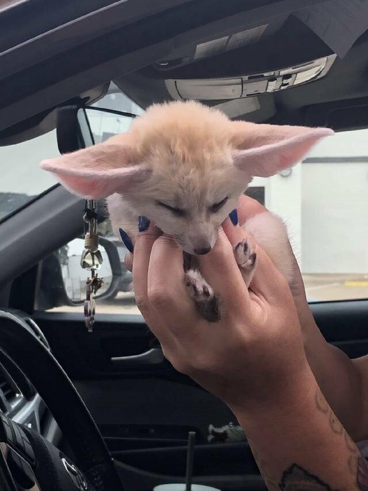 "Customer in drive thru had a baby fox."